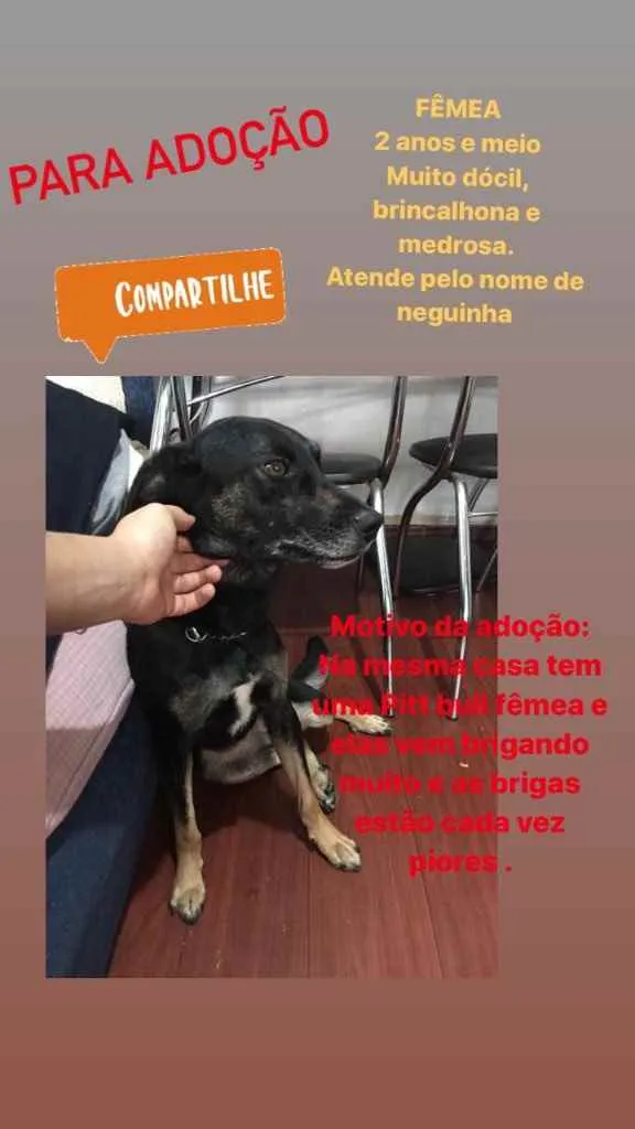 Cachorro ra a Vira lata  idade 1 ano nome Neguinha