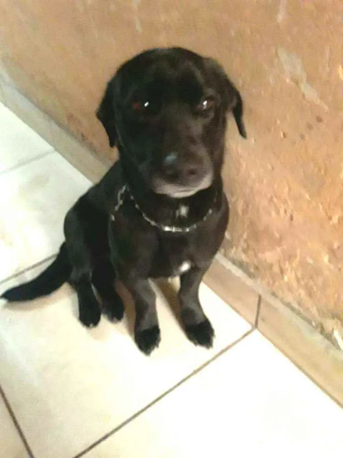 Cachorro ra a  idade 2 anos nome Zeus