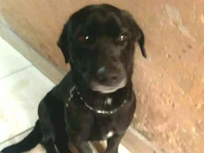 Cachorro ra a  idade 2 anos nome Zeus
