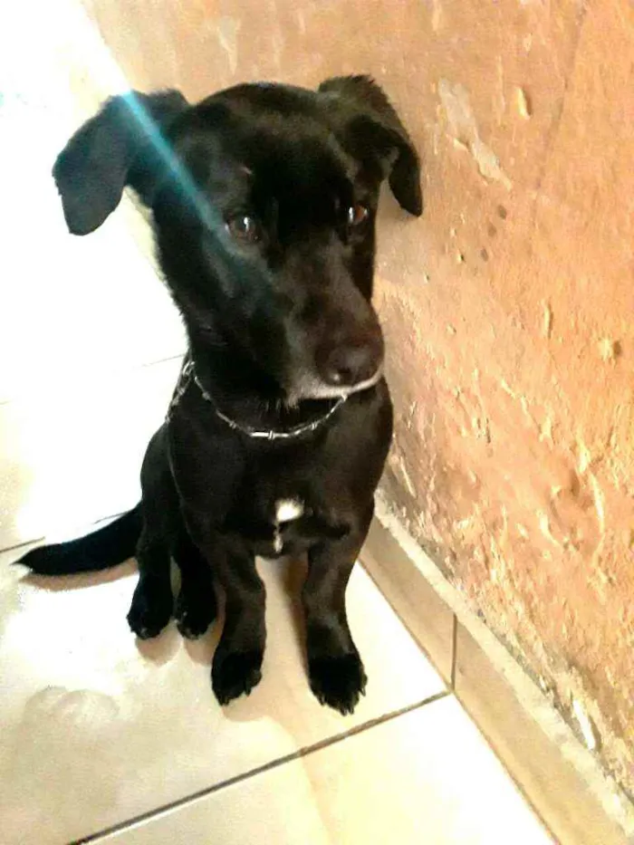 Cachorro ra a  idade 2 anos nome Zeus