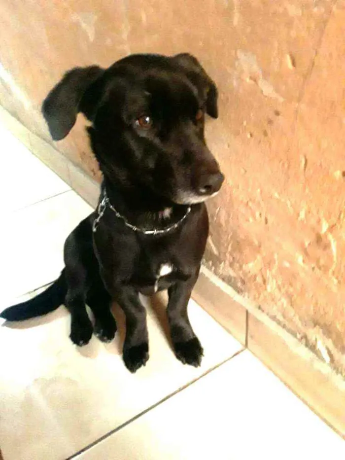 Cachorro ra a  idade 2 anos nome Zeus