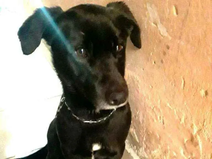 Cachorro ra a  idade 2 anos nome Zeus