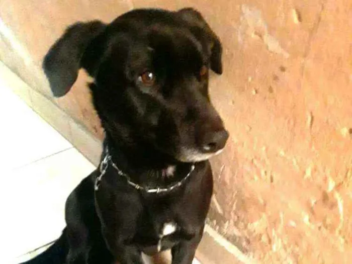 Cachorro ra a  idade 2 anos nome Zeus