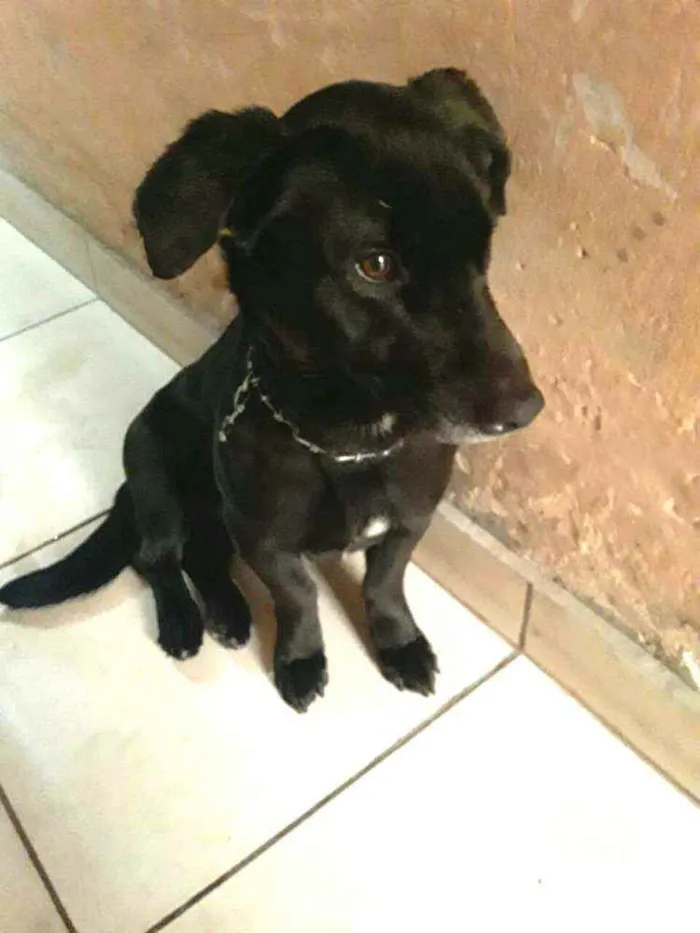 Cachorro ra a  idade 2 anos nome Zeus