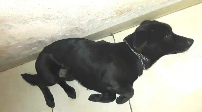 Cachorro ra a  idade 2 anos nome Zeus