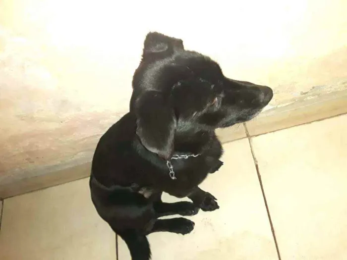 Cachorro ra a  idade 2 anos nome Zeus