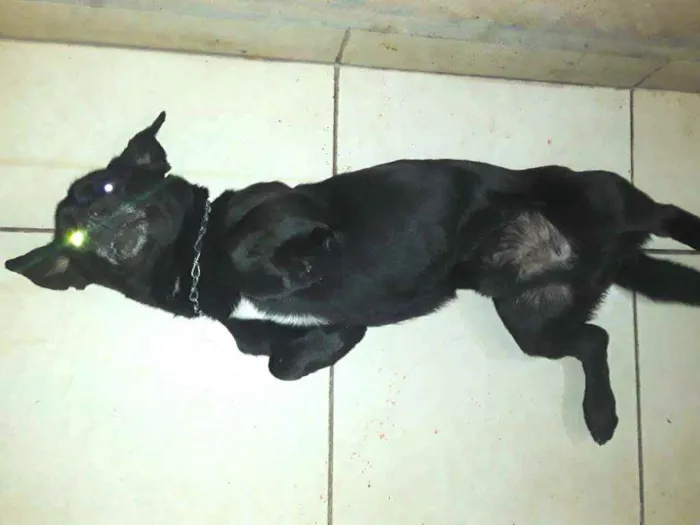 Cachorro ra a  idade 2 anos nome Zeus