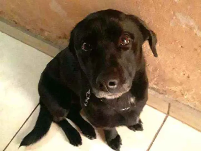 Cachorro ra a  idade 2 anos nome Zeus