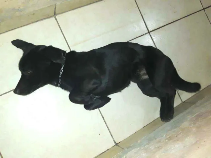 Cachorro ra a  idade 2 anos nome Zeus
