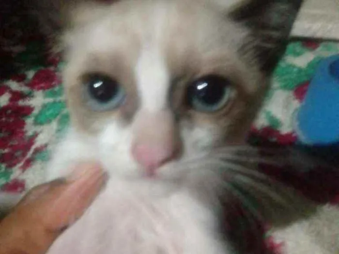 Gato raça Siamês idade 2 a 6 meses nome Panda
