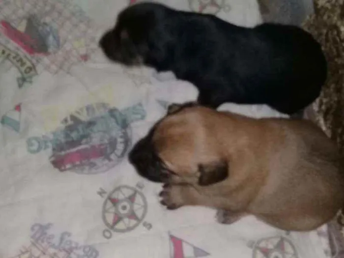Cachorro raça Mãe: Labradora Pai: vira-lata idade Abaixo de 2 meses nome Sem nome
