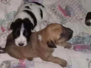 Cachorro raça Mãe: Labradora Pai: vira-lata idade Abaixo de 2 meses nome Sem nome