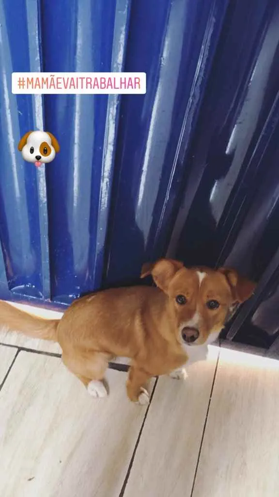Cachorro ra a Vira lata idade 1 ano nome Bilu