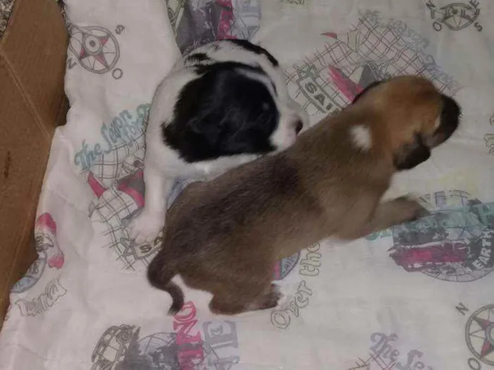 Cachorro raça Mãe: Labradora Pai: vira-lata idade Abaixo de 2 meses nome Sem nome
