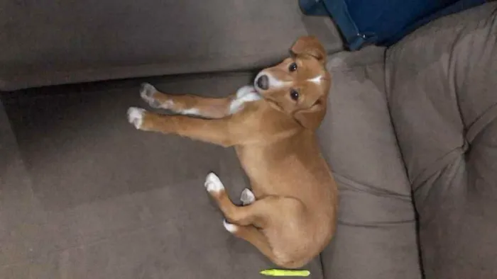 Cachorro ra a Vira lata idade 1 ano nome Bilu