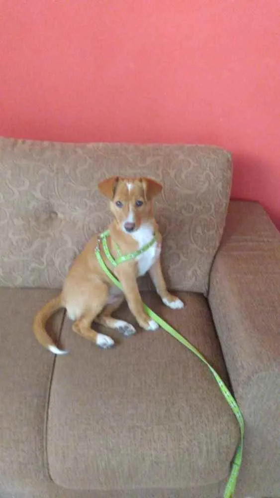 Cachorro ra a Vira lata idade 1 ano nome Bilu