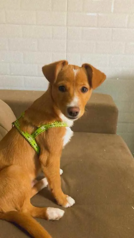 Cachorro ra a Vira lata idade 1 ano nome Bilu