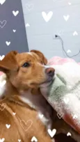 Bilu