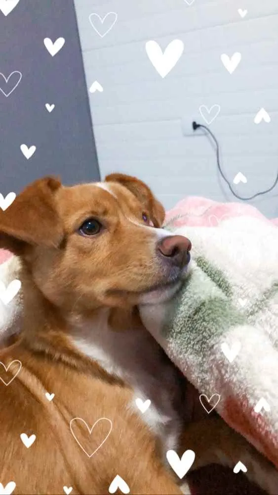Cachorro ra a Vira lata idade 1 ano nome Bilu