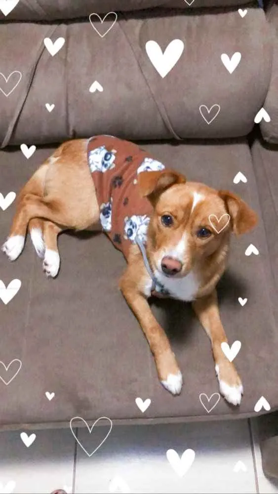 Cachorro ra a Vira lata idade 1 ano nome Bilu