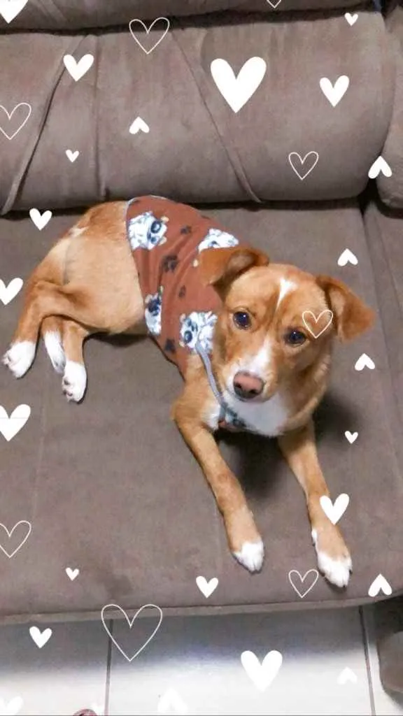 Cachorro ra a Vira lata idade 2 a 6 meses nome Bilu