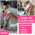 Estrela