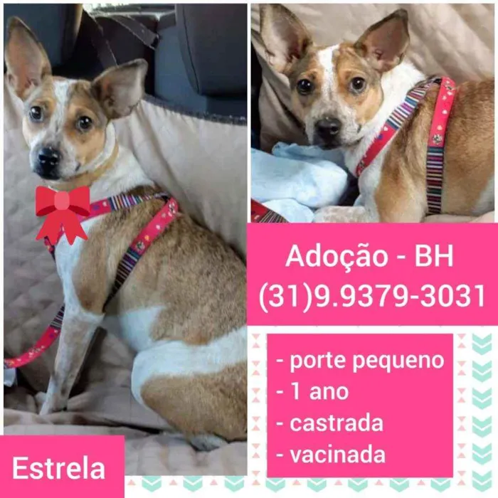 Cachorro raça SRD idade 1 ano nome Estrela