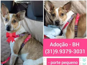 Cachorro raça SRD idade 1 ano nome Estrela