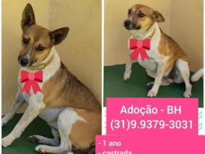 Cachorro raça SRD idade 1 ano nome Lolla