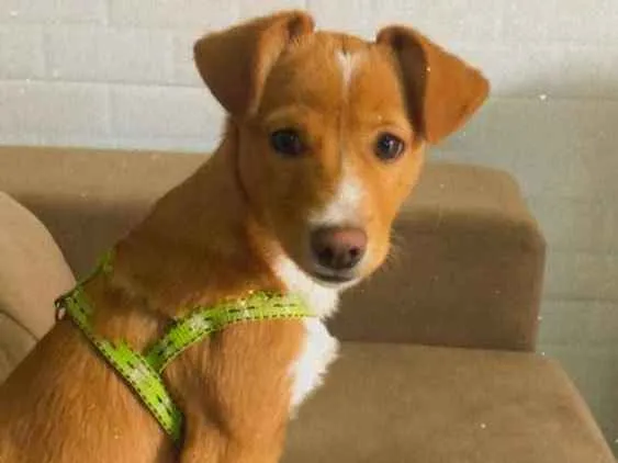 Cachorro ra a Vira lata idade 1 ano nome Bilu