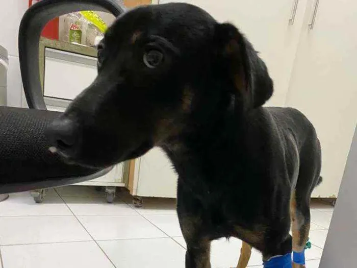 Cachorro ra a Sem raça definida  idade 1 ano nome Thor