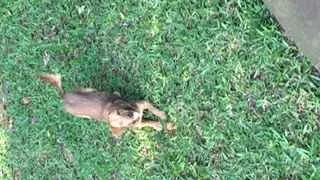 Cachorro ra a Vira lata  idade 7 a 11 meses nome Mel 