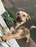 Mel