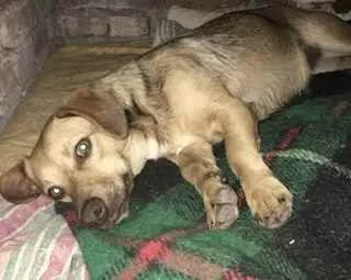 Cachorro ra a Vira lata  idade 7 a 11 meses nome Mel 