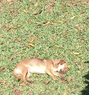 Cachorro ra a Vira lata  idade 7 a 11 meses nome Mel 