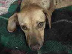 Cachorro ra a Vira lata  idade 7 a 11 meses nome Mel 