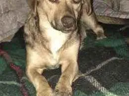 Cachorro ra a Vira lata  idade 7 a 11 meses nome Mel 