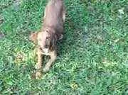 Cachorro ra a Vira lata  idade 7 a 11 meses nome Mel 