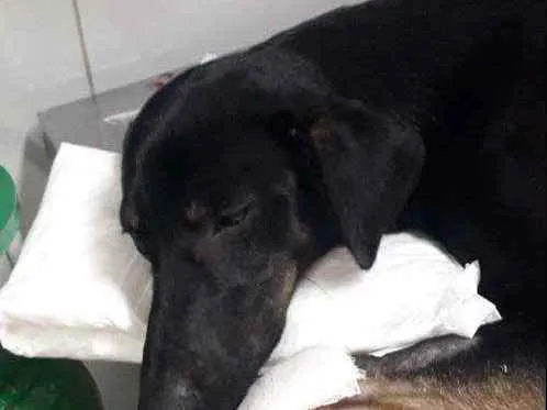 Cachorro ra a Sem raça definida  idade 1 ano nome Thor