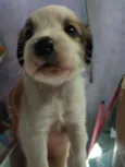 Belinha e mingau