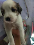 Belinha e mingau