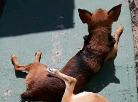 Cachorro ra a Não definida idade 6 ou mais anos nome Apolo