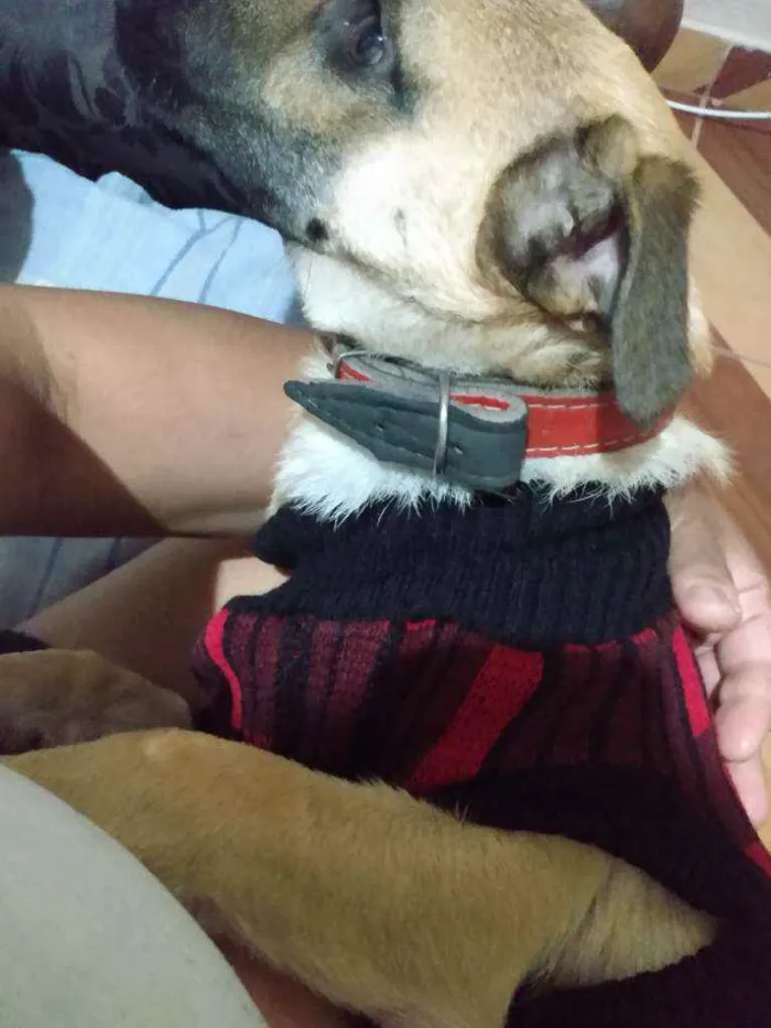 Cachorro ra a Não sei idade 7 a 11 meses nome Mailon