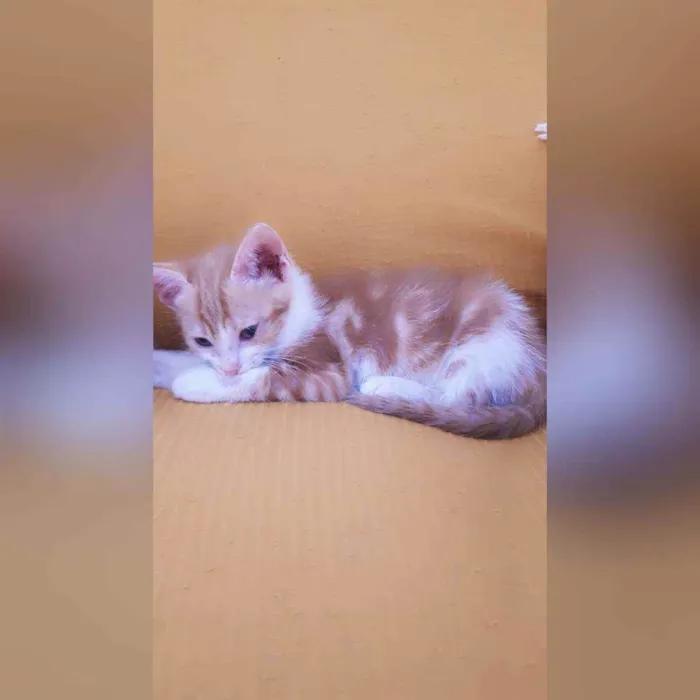 Gato raça Sem raça definida  idade 2 a 6 meses nome Bela