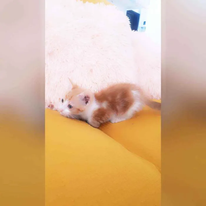 Gato raça Sem raça definida  idade 2 a 6 meses nome Bela