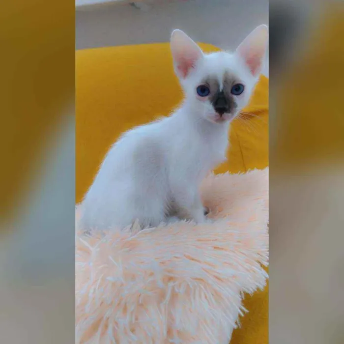 Gato raça Sem raça definida  idade 2 a 6 meses nome Manchinha 