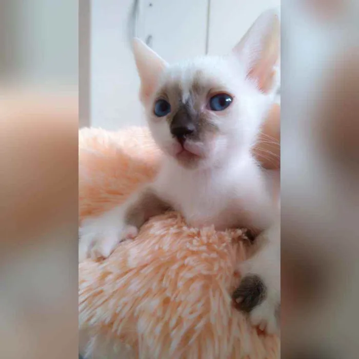 Gato raça Sem raça definida  idade 2 a 6 meses nome Manchinha 