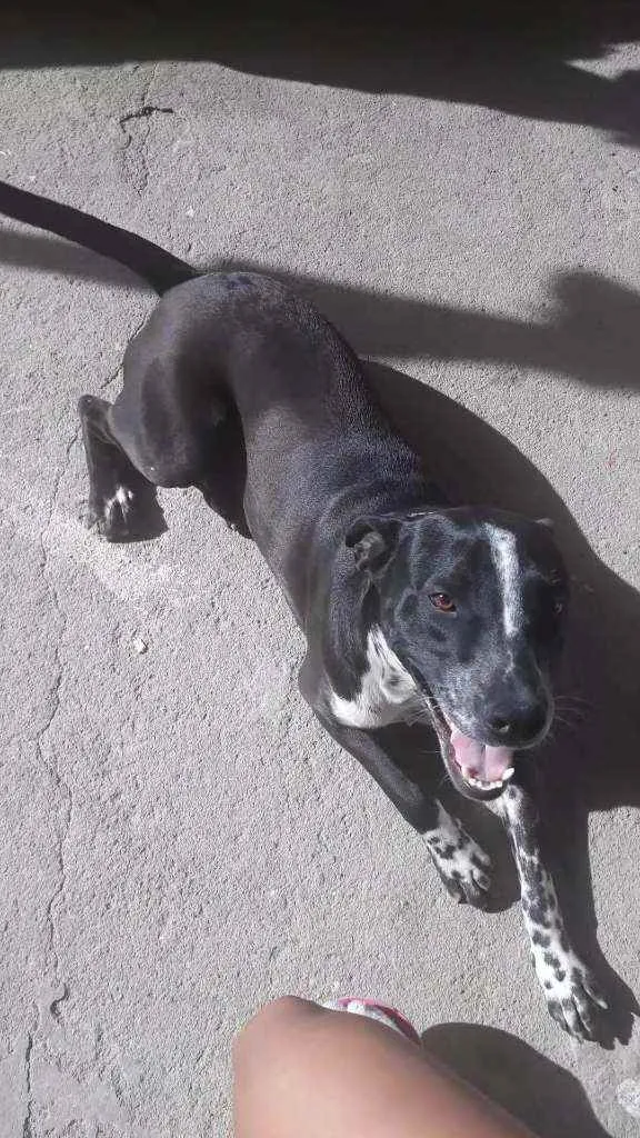 Cachorro ra a Mistura de Pitbull com dálmata idade 1 ano nome Spike