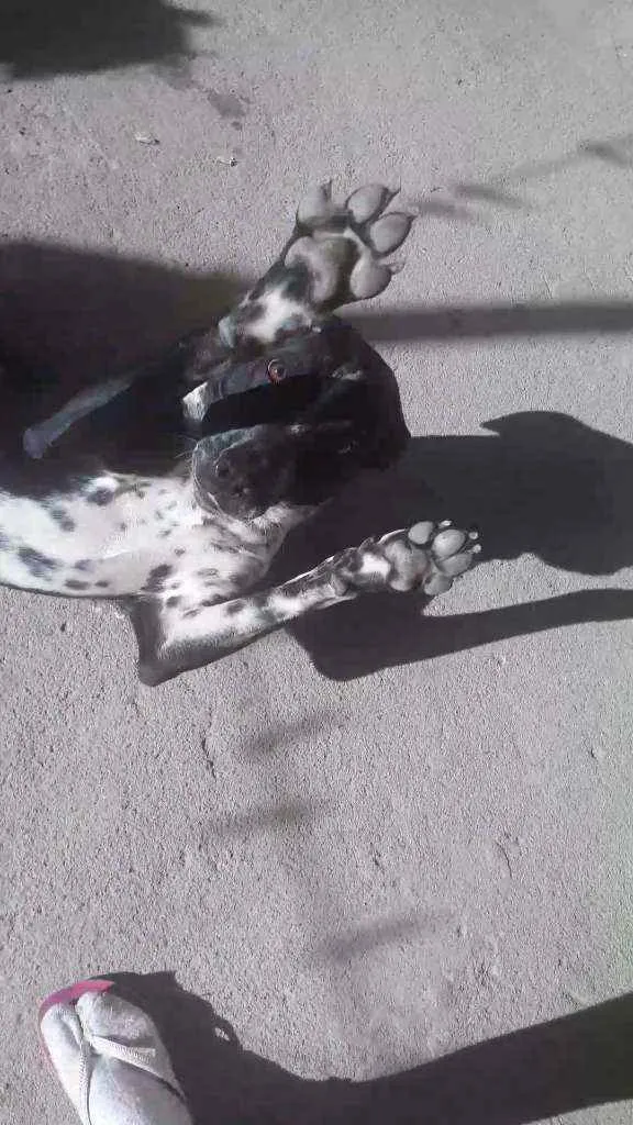 Cachorro ra a Mistura de Pitbull com dálmata idade 1 ano nome Spike