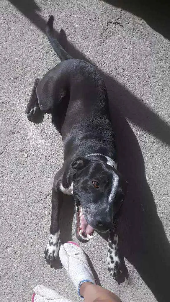 Cachorro ra a Mistura de Pitbull com dálmata idade 1 ano nome Spike